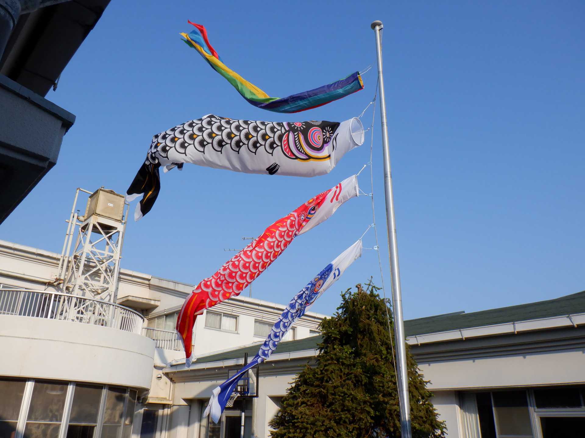 鯉のぼりとおやつ 精陽学園 フォトアルバム 社会福祉法人 至泉会